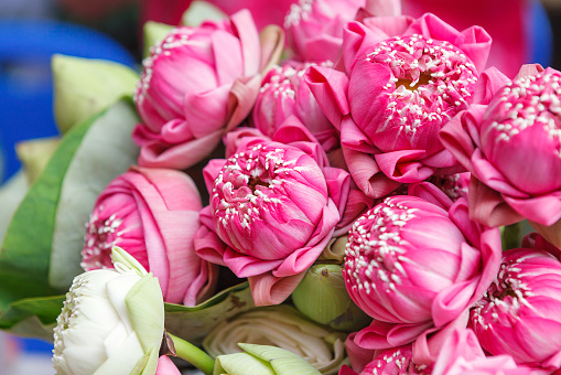 Fresh Lotus Flowers