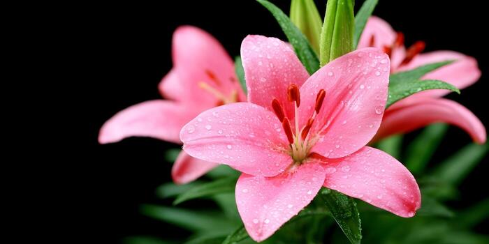 Fresh Lily Flowers