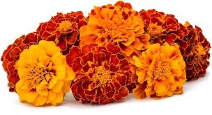 Fresh Marigold Flowers
