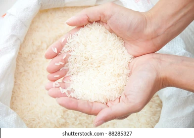 Rice