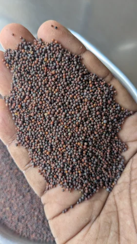 Black Mustard Seed