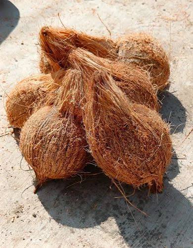Semi Husked Coconuts