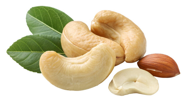 cashew Nut